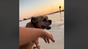 Illustration : 2 femmes tirent une grande leçon de vie en rencontrant un chien âgé sur une plage (vidéo) 
