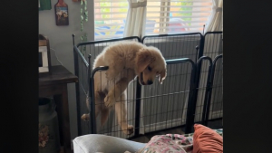 Illustration : Un chiot montre ses talents d’acrobates à plusieurs reprises en s’échappant de son parc (vidéo)