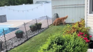 Illustration : Malgré le filet de protection, ce Golden Retriever rusé trouve toujours un moyen de plonger dans la piscine (vidéo)