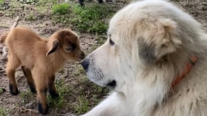Illustration : La tendresse d'une Chienne de montagne des Pyrénées envers deux nouveaux-nés chevreaux (vidéo)
