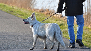 Illustration : Dans cette ville, la police compte sur la contribution des propriétaires de chiens pour assurer la sécurité dans leurs quartiers