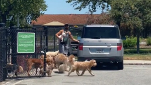 Illustration : Ce promeneur de chiens maîtrise parfaitement sa meute sans laisse (vidéo)