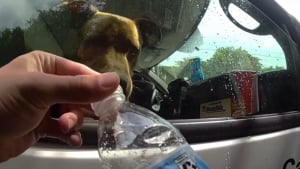 Illustration : Pendant que ses propriétaires profitaient de la plage, ce chien bloqué dans la voiture a été sauvé par un passant sur le parking