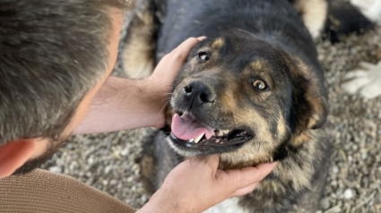 Illustration : Cette chienne en quête d'adoptants à aimer pour toujours ne peut s'empêcher de sourire à la vie, malgré son handicap (vidéo)