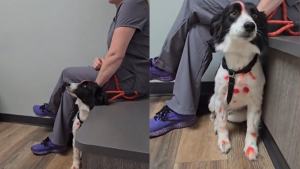 Illustration : Un vétérinaire utilise l'humour et une perruque pour aider une chienne à surmonter sa peur des hommes (vidéo)