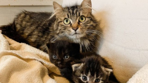 Illustration : À la recherche de Mathilda, une chatte repérée sur le toit d’une maison avec 2 chatons dans la gueule