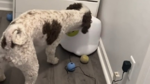 Illustration : "Cette chienne amusante se met en rogne contre sa machine à balles qu'elle croit détraquée (vidéo)"