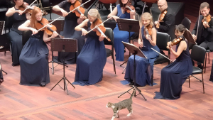 Illustration : Un chat errant vole la vedette aux musiciens lors d’un concert de musique classique (vidéo)