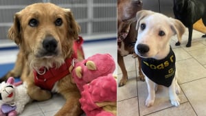 Illustration : Les chiots de Connie, la chienne découverte enfermée dans un conteneur, ont tous été adoptés