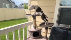 Illustration : "Ce chiot Pitbull laisse exprimer son côté félin en découvrant un arbre à chat (vidéo)"