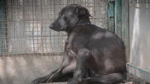 Illustration : La SPA dévoile sa nouvelle campagne choc contre l'abandon d'animaux à l'orée des grands départs en vacances (vidéo)