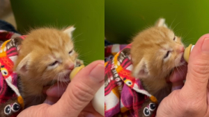 Illustration : Un petit chaton remue les oreilles de joie lorsqu'il peut enfin manger à sa faim (vidéo)