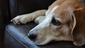Illustration : 10 indices montrant que votre chien se sent négligé