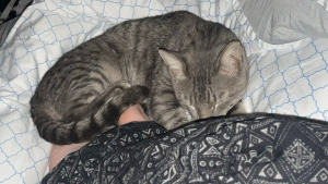 Illustration : Seul dans une maison vide depuis des jours, ce chat a été découvert et secouru à temps