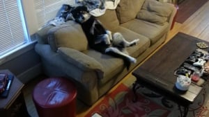 Illustration : 8 photos de chiens que l’on croirait presque métamorphosés en humains