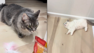 Illustration : Un chaton Ragdoll et son grand-frère font connaissance dans une vidéo tendre et touchante
