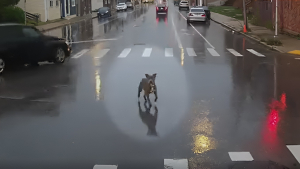 Illustration : Un chauffeur de bus fait un arrêt imprévu pour sauver un chien errant et sauver une famille