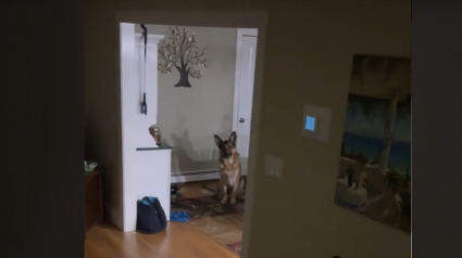 Illustration : Le rappel persistant d'un chien à sa maîtresse qui a oublié de lui donner son habituel biscuit du soir (vidéo)