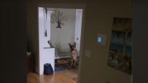 Illustration : Le rappel persistant d'un chien à sa maîtresse qui a oublié de lui donner son habituel biscuit du soir (vidéo)