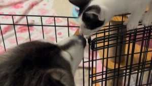 Illustration : Reconnaissant, cet ancien Husky de refuge prend 2 chatons sous son aile avec bienveillance