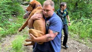 Illustration : Plusieurs personnes se relaient pour sauver un chien mordu par un serpent venimeux lors d'une randonnée en montagne