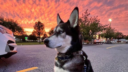 Illustration : Ce Husky qui s’est toujours senti rejeté retrouve l'amour et la sécurité d'un foyer (vidéo)