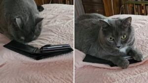 Illustration : En reconnaissant le portefeuille de son défunt maître, cette chatte le renifle intensément et s'assoit dessus (vidéo)