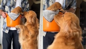 Illustration : La joie communicative de ce Golden Retriever rencontrant sa petite sœur pour la première fois (vidéo)