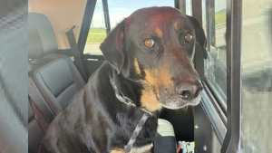 Illustration : Un chien perdu sur une autoroute au milieu de voitures passant à 120 km/h sauvé par la mobilisation d'automobilistes bienveillants 