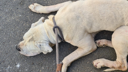 Illustration : Un chien maigre et isolé dans un cagibi sauvé grâce à la vigilance des voisins