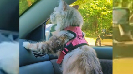 Illustration : Ce chat excité à l'idée de randonner  adopte une posture de chien dans la voiture (vidéo)
