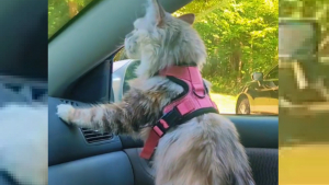 Illustration : Ce chat excité à l'idée de randonner  adopte une posture de chien dans la voiture (vidéo)