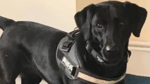 Illustration : Sybil, considéré comme l’un des meilleurs chiens policiers, prend sa retraite sous les éloges de ses collègues