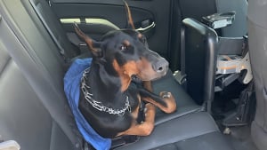 Illustration : Sous une chaleur écrasante, un jeune Dobermann s’enfuit pendant 2 jours dans un parc national et provoque un bel élan de solidarité pour le sauver