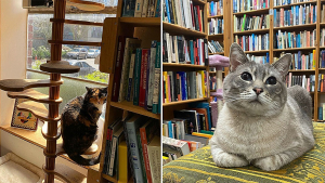 Illustration : Dans cette librairie, ce sont les chats qui dirigent l’établissement depuis près de 40 ans (vidéo)
