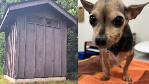 Illustration : Une chienne secourue après avoir été piégée dans une fosse de toilettes publiques retrouve le bonheur grâce à sa famille d'accueil