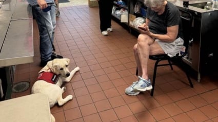 Illustration : La visite très attendue d'un chien de thérapie au centre pour sans-abris leur redonne le moral et les aide à oublier la canicule