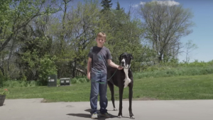 Illustration : "Le Livre Guinness des records annonce le décès de Kevin, le plus grand chien du monde"