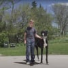 Illustration : Le Livre Guinness des records annonce le d&eacute;c&egrave;s de Kevin, le plus grand chien du monde