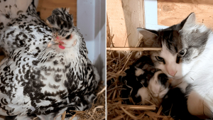 Illustration : En sortant ramasser des œufs, une fermière découvre que sa poule protège des chatons nouveau-nés (vidéo)