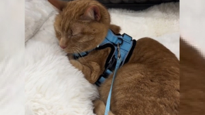Illustration : L'adorable réaction d'un chat qui trouve le panier de ses rêves alors qu'il accompagne sa maîtresse en shopping (vidéo)