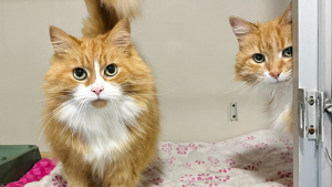 Illustration : Une visite au refuge pour apporter de l'affection à deux sœurs chattes âgées se transforme en adoption inattendue