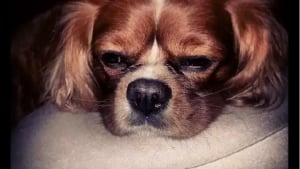 Illustration : 13 photos de chiens portant la moustache à merveille