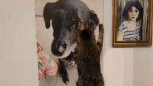 Illustration : La tendre réaction d’un chat à la vue d’une photo prouve qu’il n’a jamais oublié sa défunte amie canine (vidéo)