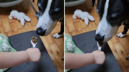 Illustration : Ce chien endeuillé qui avait cessé de s’alimenter retrouve goût à la vie grâce à la gentillesse d’une petite fille (vidéo)