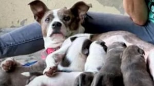 Illustration : Bienfaiteurs et inconnus se mobilisent pour aider une femme sans-abri repérée avec 9 chiens