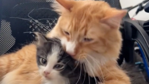 Illustration : Ce Maine Coon s'est transformé en véritable papa poule après le sauvetage par sa maîtresse d’un chaton abandonné (vidéo)