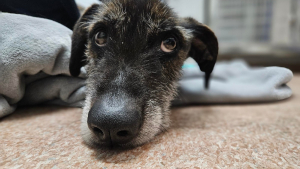Illustration : Un chien cachectique abandonné sur un tas de détritus peut désormais guérir grâce à une association