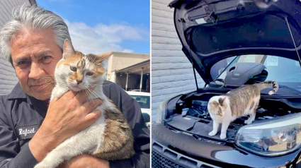 Illustration : Une chatte de grange devient la mécanicienne préférée d’un concessionnaire automobile après son adoption grâce à un programme spécial (vidéo)