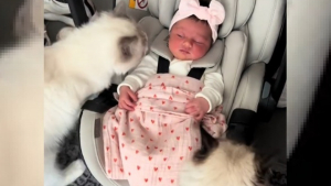 Illustration : L'attitude émouvante de 2 chats faisant connaissance avec leur nouvelle petite soeur humaine (vidéo)